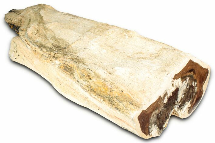 Polished Petrified Wood (Cherry) Limb Section - McDermitt, Oregon #346217